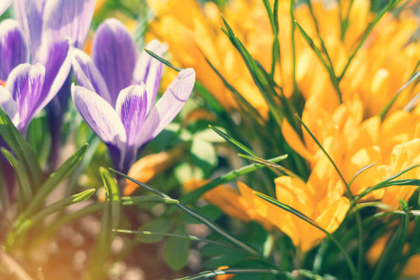 istock Spring violet white and yellow flowers crocuses 664222410