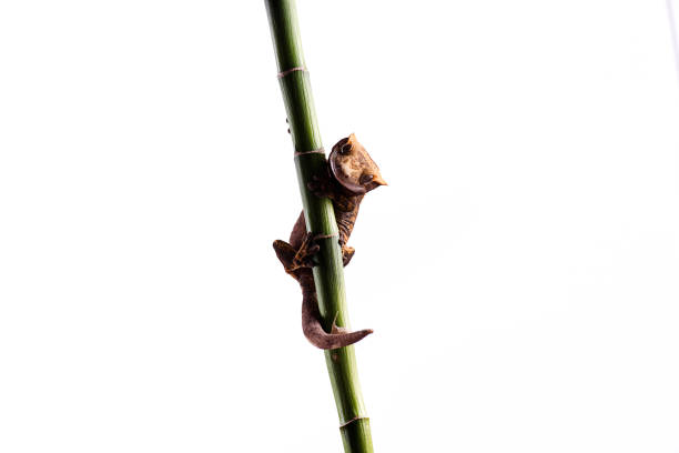Crested gecko on bamboo stick isolated white background