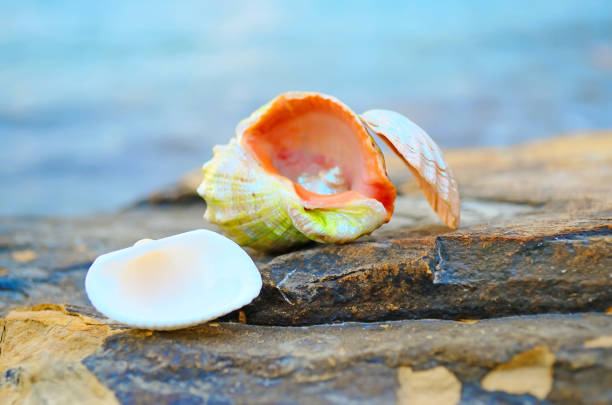 istock Seashells on stones near the sea 664226542