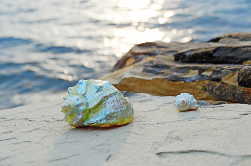 Beautiful seashells on large stones near the sea