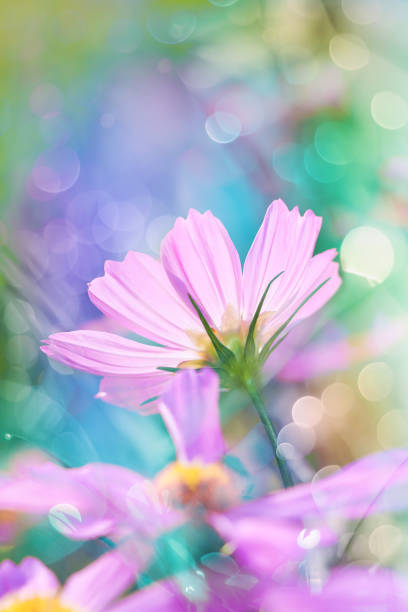 istock Closeup cosmos flowers blooming. Beautiful floral use as background. 664229228