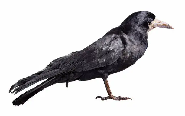 Black crow isolated on white background