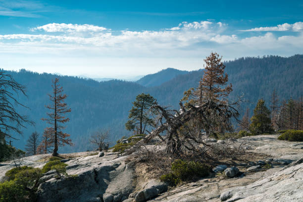 istock Landscape of Sequoia National park 664232716
