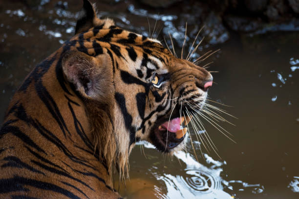 Ferocious Sumatran Tiger stock photo