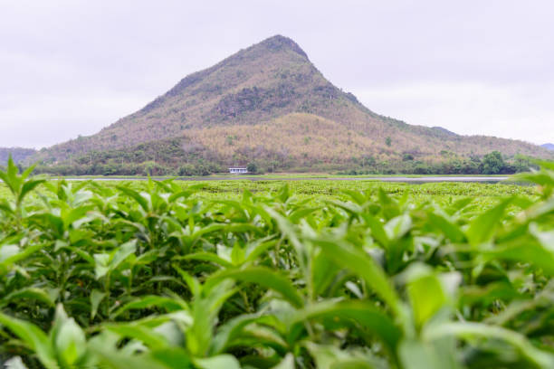 istock Lake park with water hyacinth 664238014