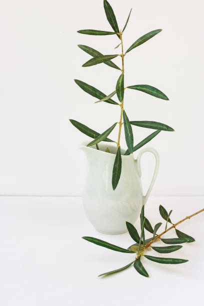 istock Olive tree branches in pitcher, white background, mockup, styled image for social media, product marketing 664238334