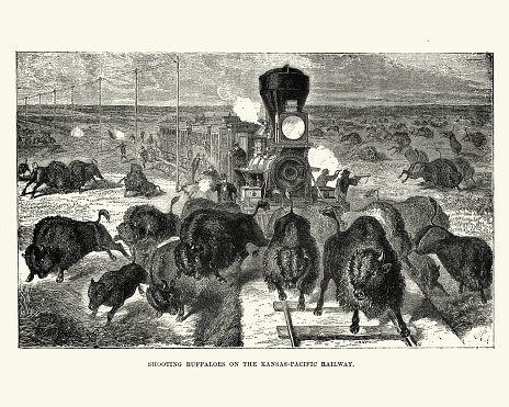 Vintage engraving of Shooting buffaloes on the Kansas Pacific Railway, 19th Century