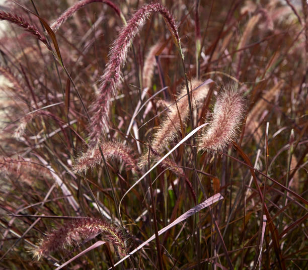 bella erba delicata coda di volpe - wild barley foto e immagini stock