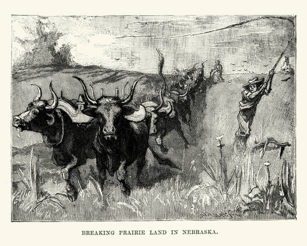 illustrazioni stock, clip art, cartoni animati e icone di tendenza di agricoltori che rompono terreni della prateria a nabraska, xix secolo - nebraska midwest usa farm prairie