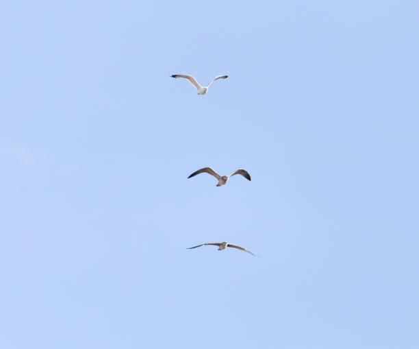 istock seagull flying in the sky 664245282