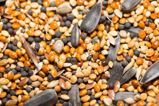 istock food for birds. close 664246210