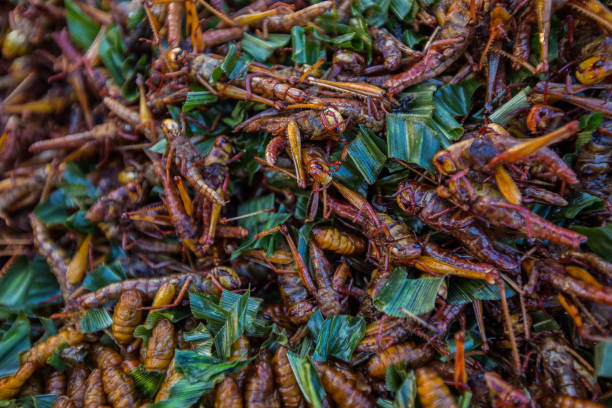 Insect fried Insect fried.The food on street food in Thailand- A snack often used in Asia. Soft Focus and blur. fried insects for snack thai food at market stock pictures, royalty-free photos & images