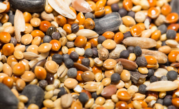 istock food for birds. close 664246620