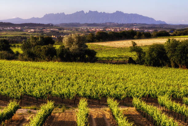 istock penedes montserrat subirats vineyard poppies vineyard 664249954