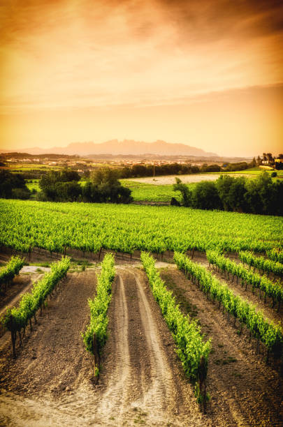 istock penedes montserrat subirats vineyard poppies vineyard 664250018