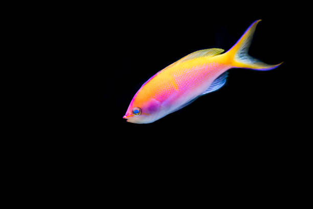 istock Pink Bartlett's Anthias with black background 664253910