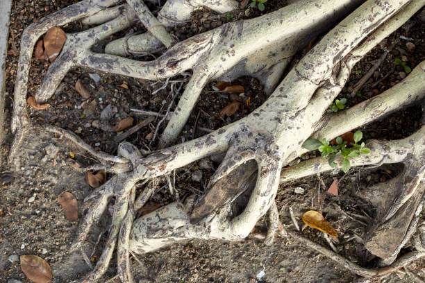 istock The roots of the Bodhi tree 664254136