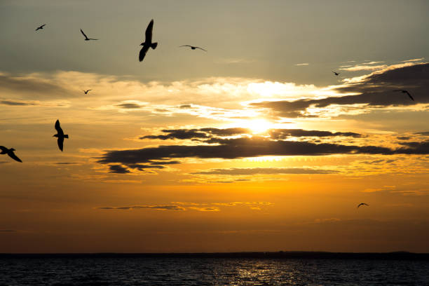 istock Sunset, Evening, Landscape, Twilight, Landscape 664254386