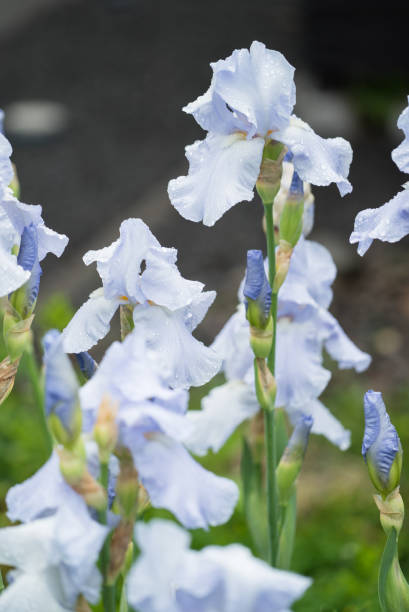 ブルー アイリスの花露水のドロップ - iris single flower flower outdoors ストックフォトと画像