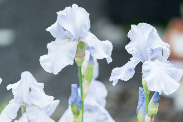 ブルー アイリスの花露水のドロップ - iris single flower flower outdoors ストックフォトと画像