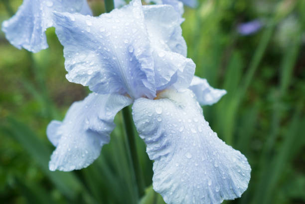 ブルー アイリスの花露水のドロップ - iris single flower flower outdoors ストックフォトと画像