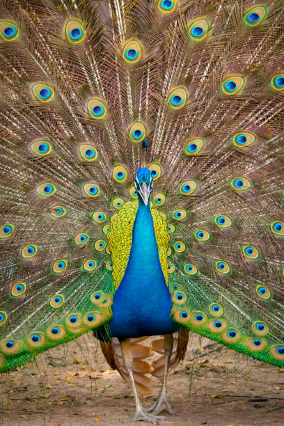 istock Image of a peacock showing its beautiful feathers. wild animals. 664258886
