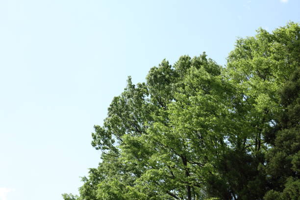 fresh and green leaves fresh and green leaves 木漏れ日 stock pictures, royalty-free photos & images