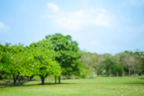 istock Blur park and blue sky background, spring and summer, natural 664266502