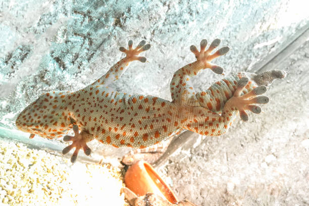 istock Bottom view of Gecko lizard on glass. 664266578