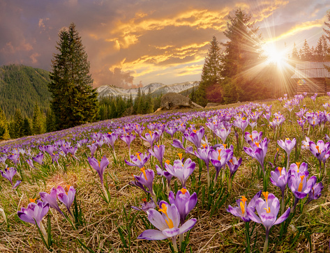 Magnificent sunset over mountain meadow with beautiful blooming purple crocuses. Chocholowska valley, Tatra Mountains, Carpathians, Poland