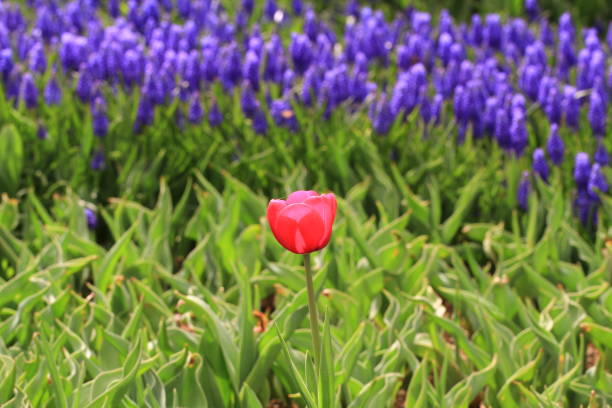 istock Tulip. Beautiful bouquet of tulips. 664268164