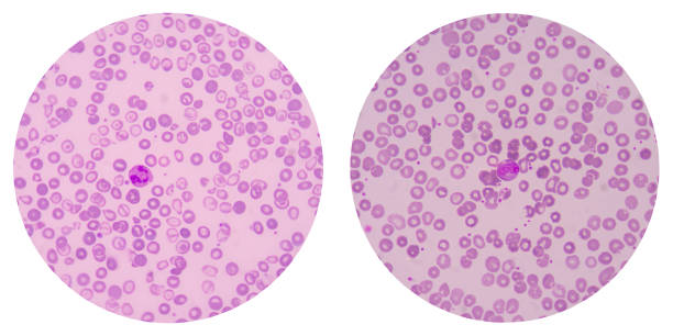 istock red blood cells on white background medical science. 664268596