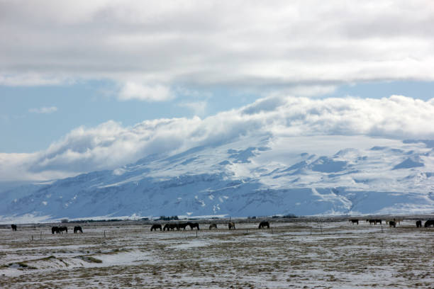 istock Wild horses surviving the icy cold outdoors in Iceland 664268780