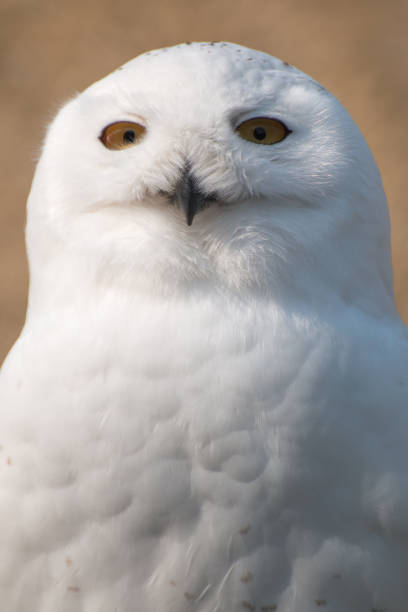 istock Snow owl in sharp  portrait with decent bokeh 664271306