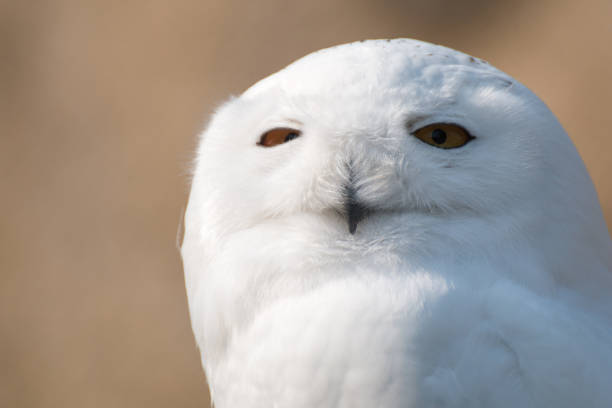istock Snow owl in sharp  portrait with decent bokeh 664271382