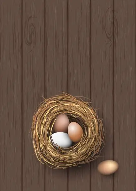 Vector illustration of Nest with natural eggs lying on dark wooden desk, illustration