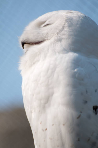 istock Snow owl in sharp  portrait with decent bokeh 664271604