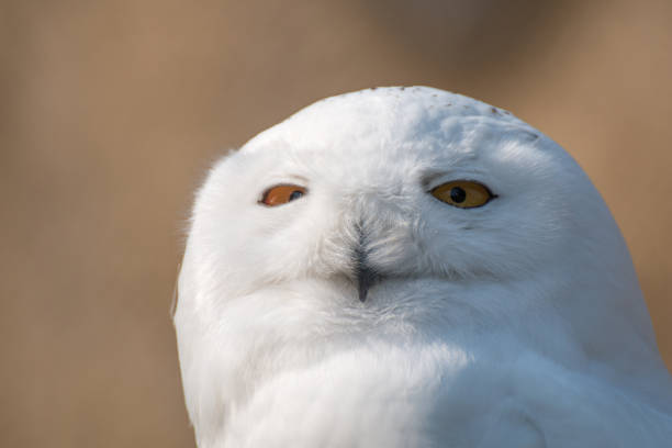 istock Snow owl in sharp  portrait with decent bokeh 664271664