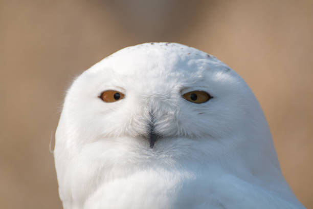 istock Snow owl in sharp  portrait with decent bokeh 664271708