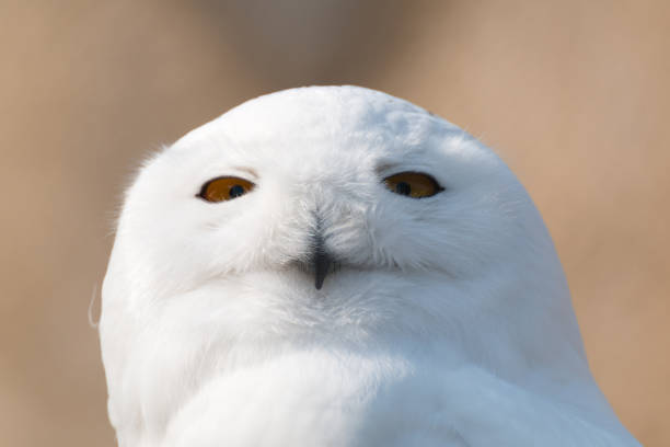 istock Snow owl in sharp  portrait with decent bokeh 664271714