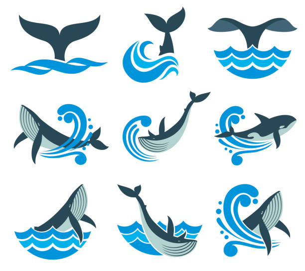 ilustrações, clipart, desenhos animados e ícones de baleia selvagem nas ondas do mar e água espirra icons vector - baleia