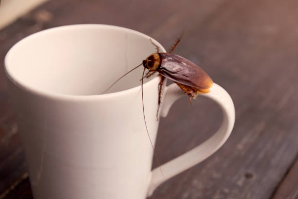 Close up cockroach on white cup drink stock photo