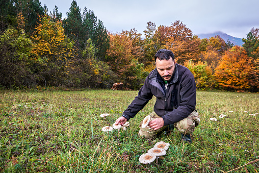 Man is picking fresh mushrooms that are growing on the green field in the mountains.