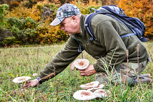 Man is picking fresh mushrooms that are growing on the green field in the mountains.
