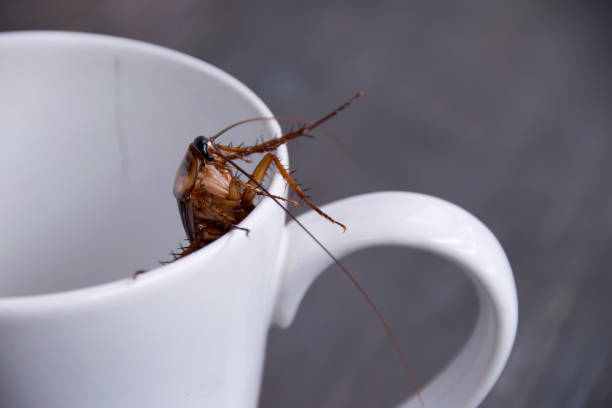 istock Close up cockroach in white cup drink 664276272