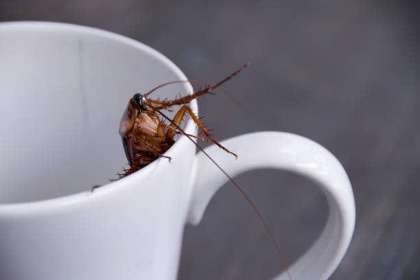 Close up cockroach in white cup drink stock photo