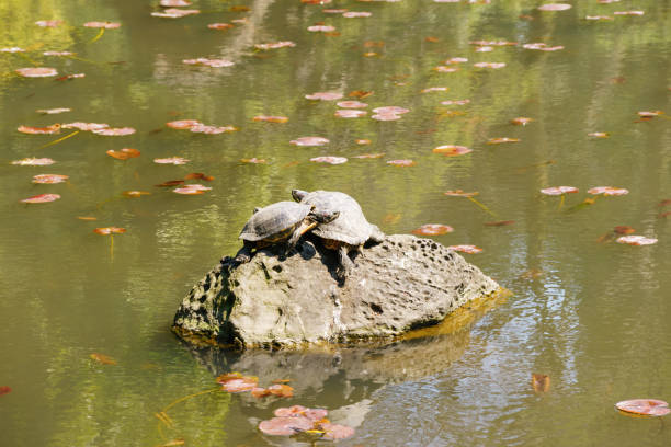 istock Turtles busk in the pond 664276572