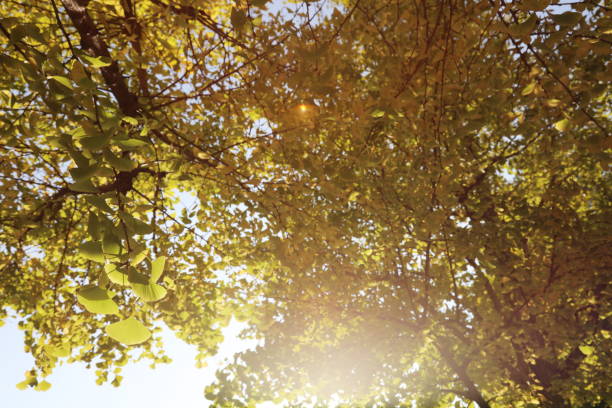 Yellow leaves, bright sun, season fall Yellow leaves, bright sun, season fall 木漏れ日 stock pictures, royalty-free photos & images