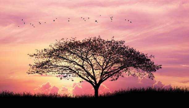istock Silhouette tree and grass and bird in Pink purple sky cloud background 664277370