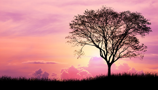 Silhouette tree and grass in Pink purple sky cloud background